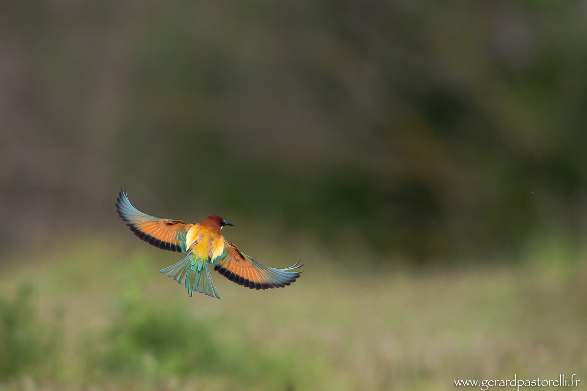 Bee eater 67